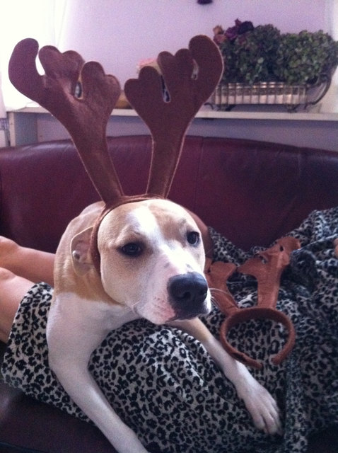***!!! HoHoHo !!!***