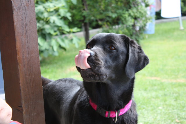 Lucy unser Labrador