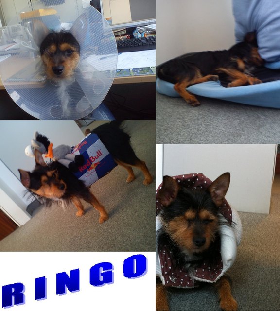 Kleiner Hund mit großem Charakter!