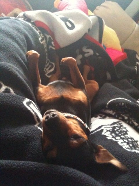 Bobo, stets am schlafen ;o)