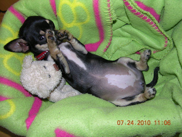 Psst!Chiuahua Luna Schläft"oder doch nicht?