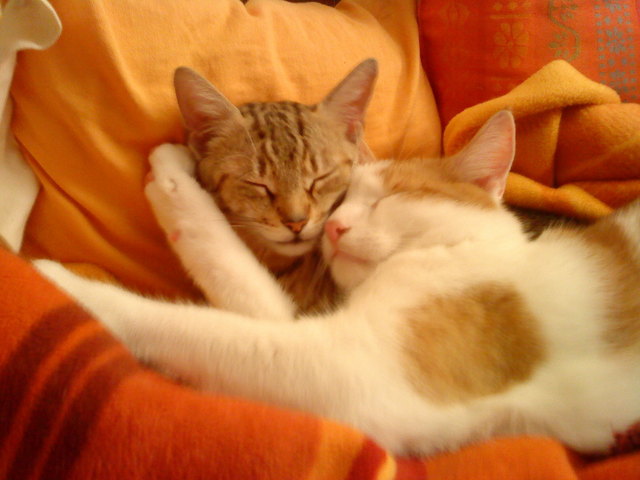 Die Liebe zwischen Merlin und Mimi ist wunderschön, Elfie