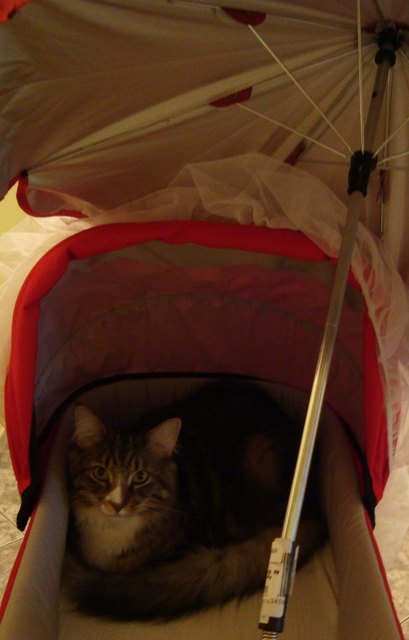 Merlin the magic cat