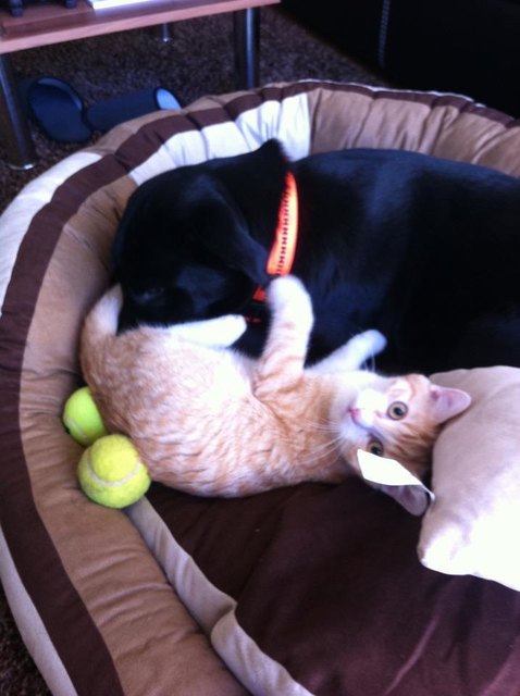 Simba & Leni ein Paar zum verlieben