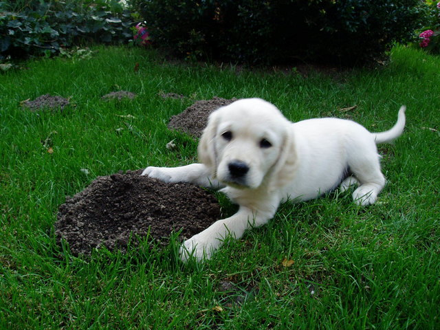 Sally, geboren am 4. Juli auf Maulwurfjagd