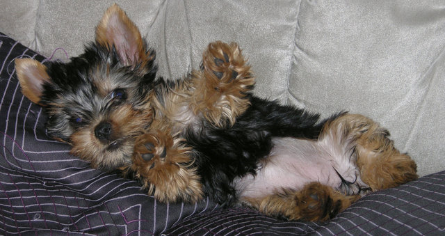 Meine süsse Nami"Mini Yorkie