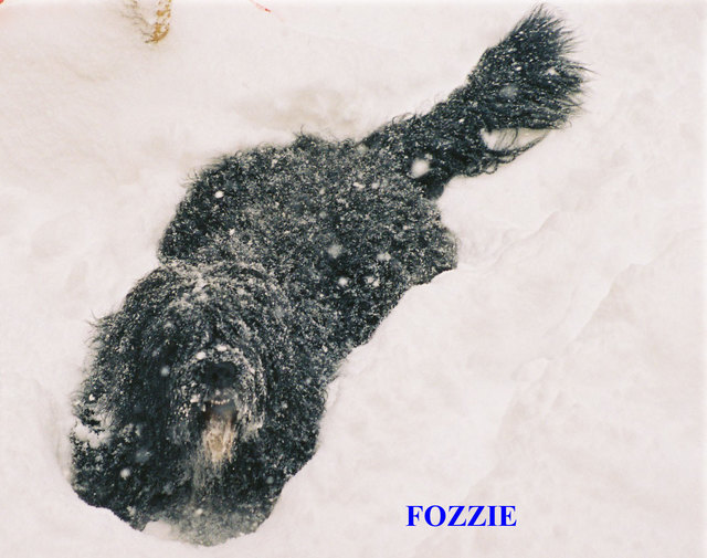 Fozzie der Schneebär