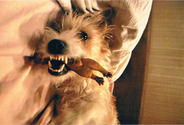 Dusty of Silvermoon, Jack Russell Terrier, 1 Jahr