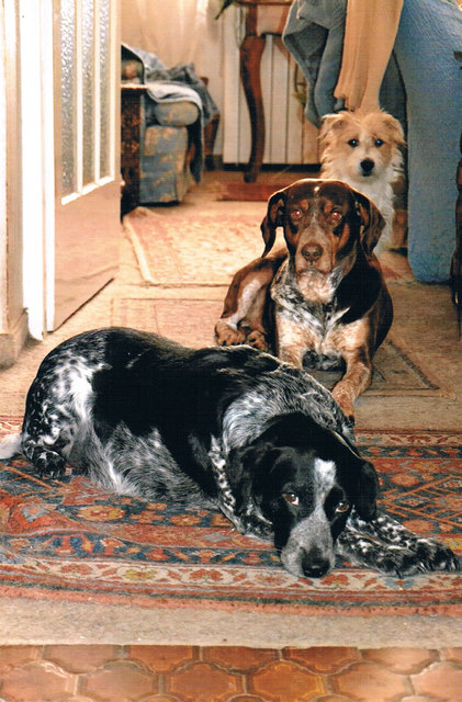 Drei Freunde - Pretty und Amigo (aus dem Tierheim) und Dusty of Silvermoon