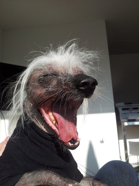 Hedwig the yawning Chinese Crested (Chinesische Nackthund)