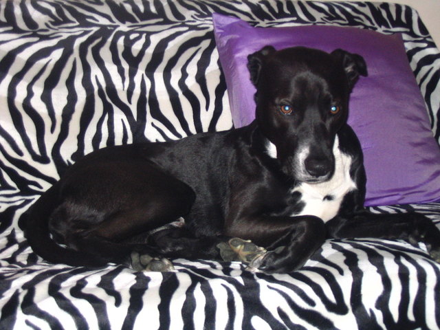 edina 1020 wien, mein hund spike