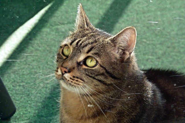 Der Herr Kater hätte es am liebsten, stünde die Balkontür ständig offen; um diese Jahreszeit ist das nicht zu machen. Aber er weiß genau, dass er sich nur hinsetzen und den Griff der Tür anstarren muss, und schon wird die Türe geöffnet.