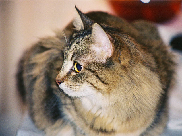 Die hübsche Penelope