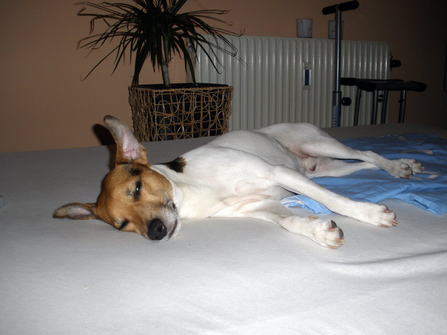 Mein süßer Jack Russel Terrier "Merlin"
