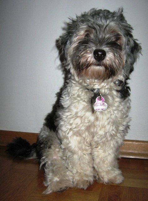 Nala, unser Familienliebling