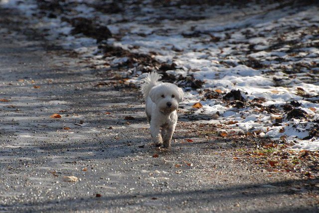 Unser kleines Schneebällchen CANDY