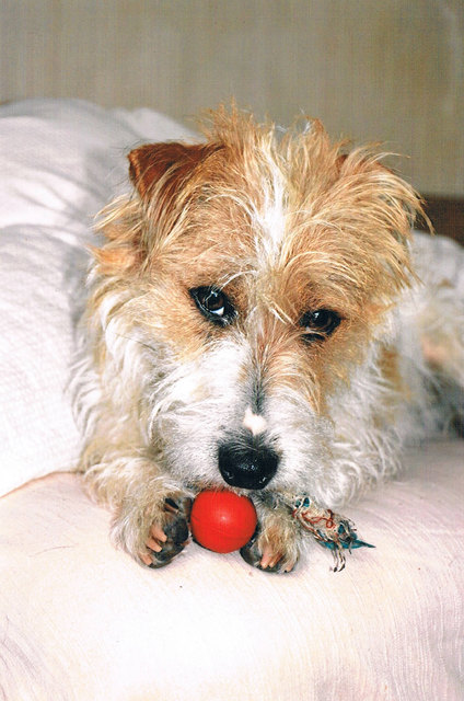 Jack Russell Terrier Dusty of Silvermoon, 1 Jahr