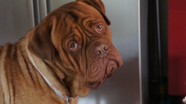 Balu die Bordeaux Dogge