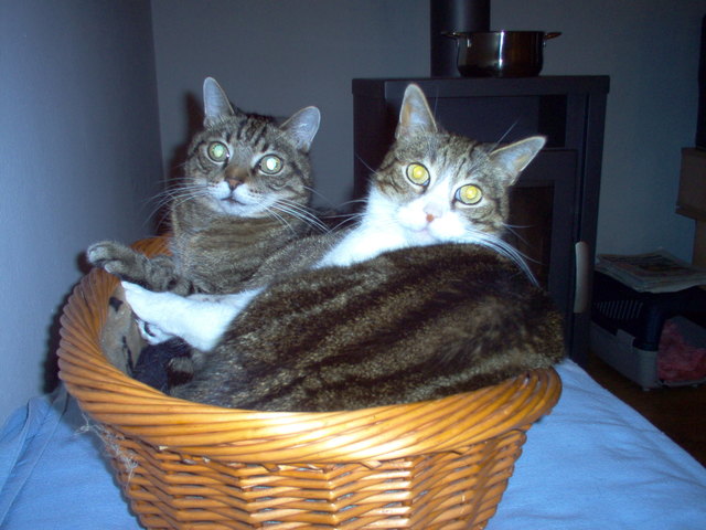 Tiger und Speedy hätten gerne einen zweiten Korb