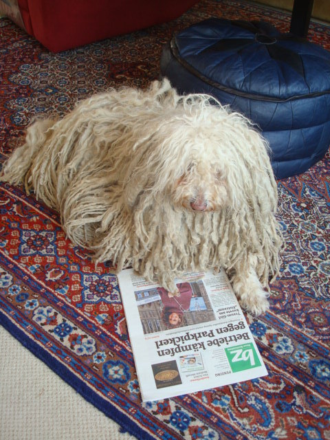 Zsa Zsa ungarisches Hirtenhundmädchen