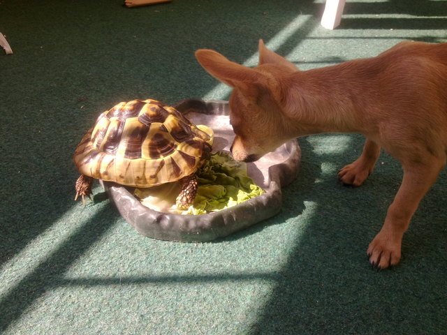 Schildkröte Chilly und Chihuahua Billie in trauter Zweisamkeit