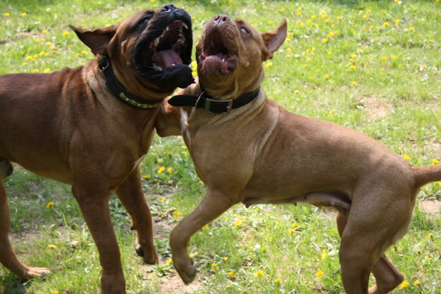 immer nur spielen,....