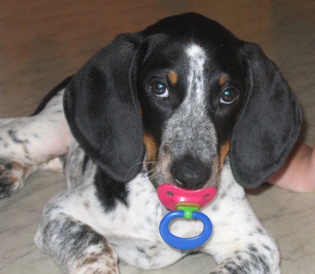 ARIEL - Labrador-Visla-Mischling