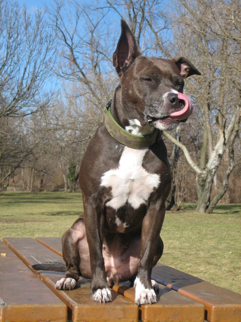 Sheila-Austrias next Topmodel