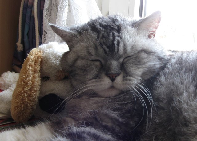 Kater Charly in Lieblingsposition