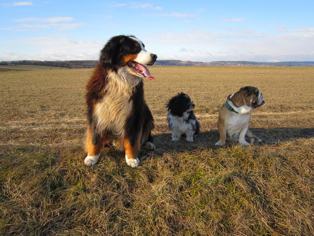 Mein Frodo (Bild Mitte) mit seinen Gefährten Momo und Olli am Damm der Wiener Hochquellenwasserleitung