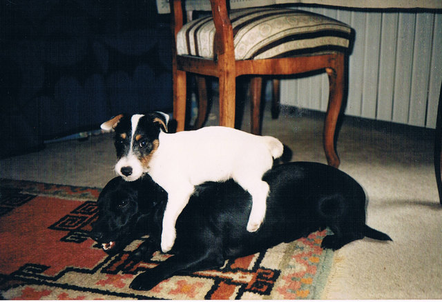 "Mutti" - Jeanne (aus dem Tierheim) und Maxi (Jack Russell Terrier, 5 Monate)