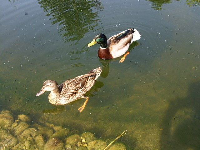 Diese zwei Enten kommen schon Jahre in das Biotop.