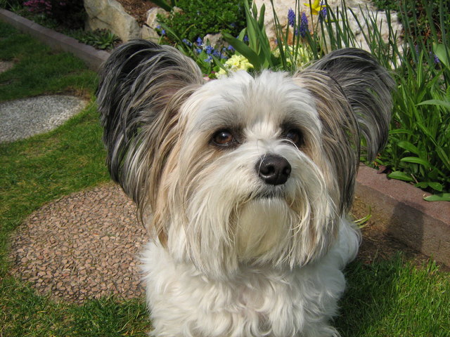 Chipsy der Papillon-Malteser Mischling im Garten