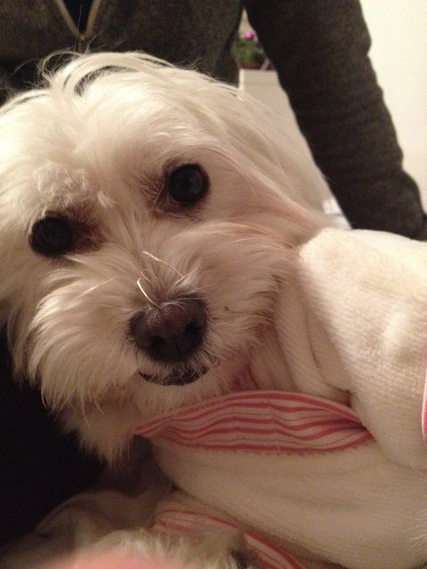 Unsere Malteserhündin Maxi