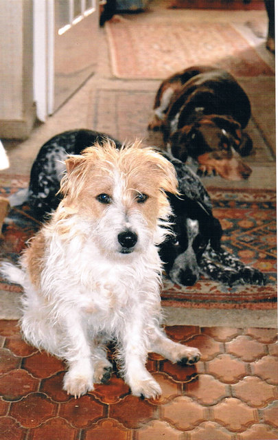 Drei Freunde - Dusty of Silvermoon, Amigo and Pretty aus dem Tierheim