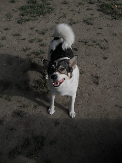 Chicco; ein aufgeweckter sowie verschmuster Mischlingsrüde