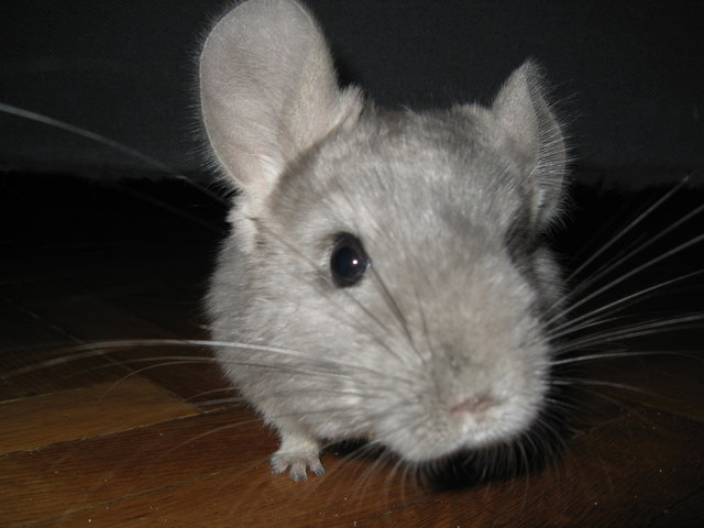 mein chinchilla