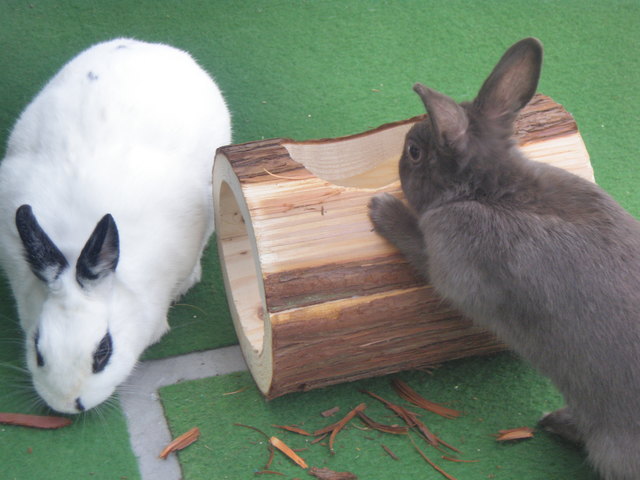 Teamwork von Speedy und Jonsy