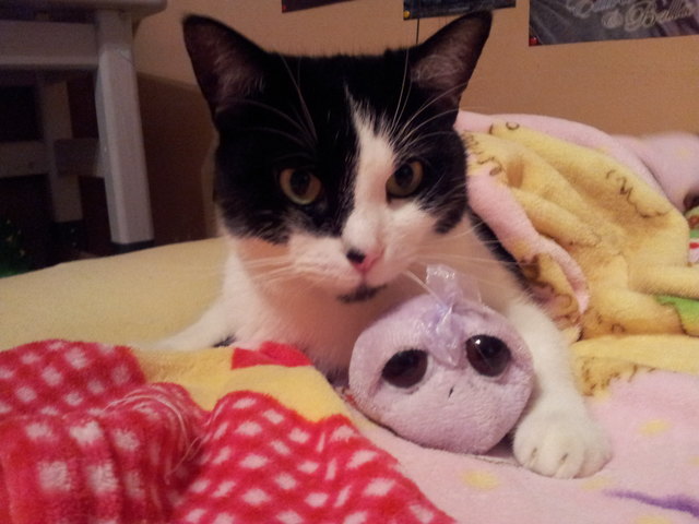 Meine süße Maus Meggi