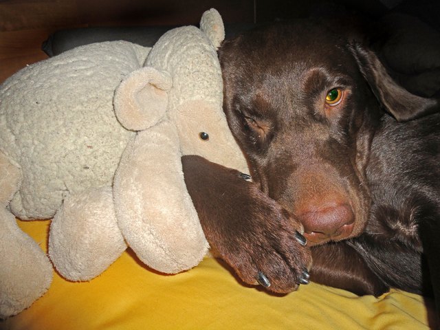 Mein liebstes Kuscheltier!