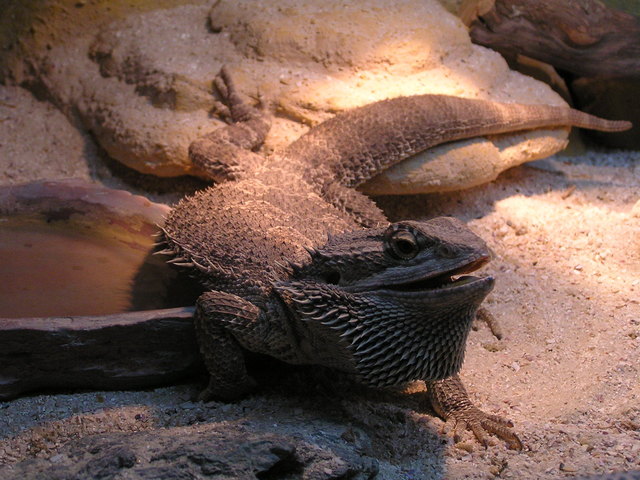 Unsere Bartagame fühlt sich in ihrem Terrarium sichtlich wohl