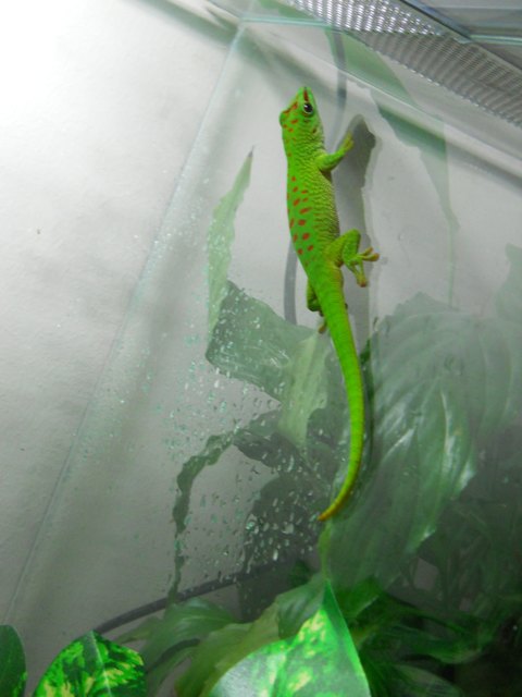 großer Madagaskar Taggecko namens Renton