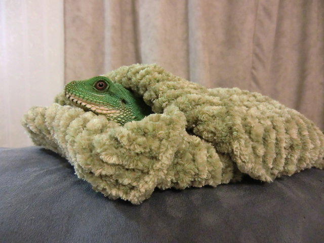 Sir Ferdinand liebt einfach seine Schmusedecke