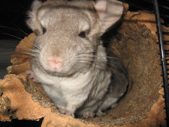 chinchilla shiny