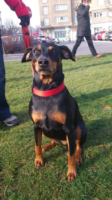 Lucy mein quirrliges Hundemädchen ist die größte Bereicherung für mich :)