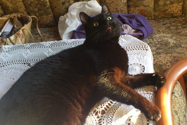 Der magische Suleiman