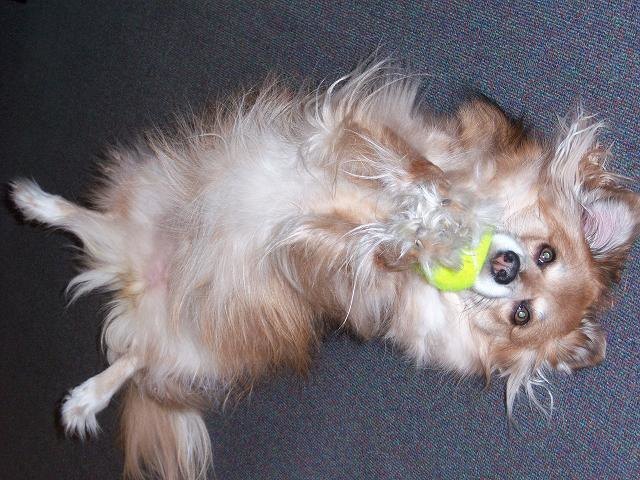 meine Sheltie-Mix-Hündin Shirley! Ballispielen ja, aber bloss nicht zu viel bewegen dabei :-)