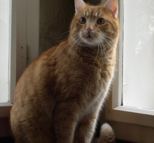 Unser Raphael, der Liebe