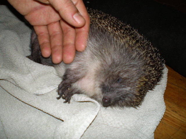 In den Schlaf gestreichelt. Gute Nacht!