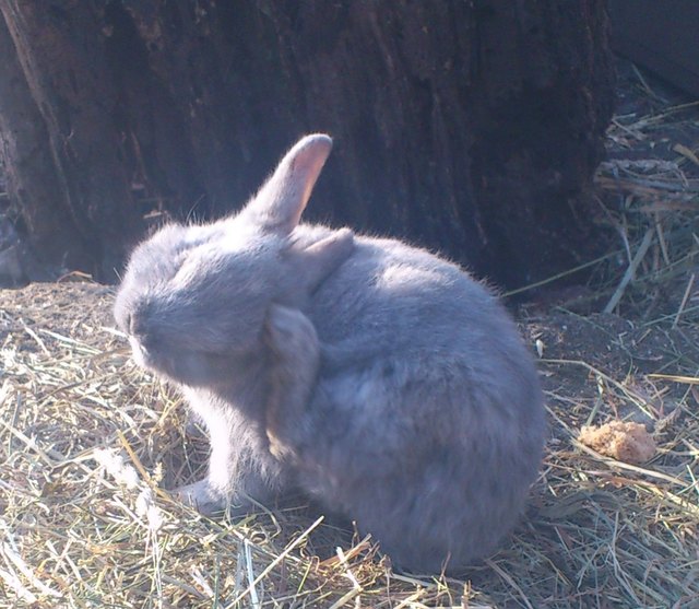 Ein Hase namens Mond kratzt sich am Ohr